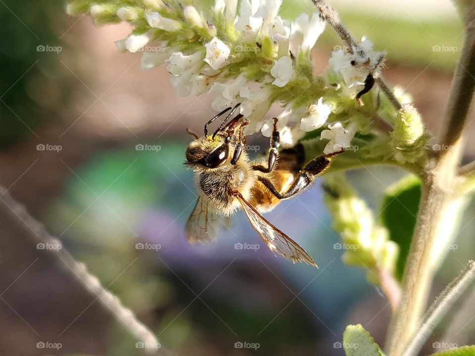 Bee pollinating a white almond verbena flower