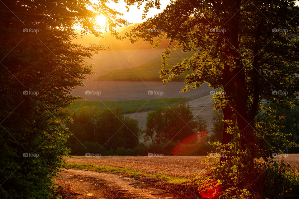 Sunset in the silent forest 