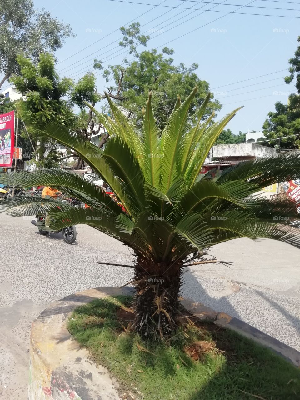 Beautiful palm tree with middle leaves lid with sun rays