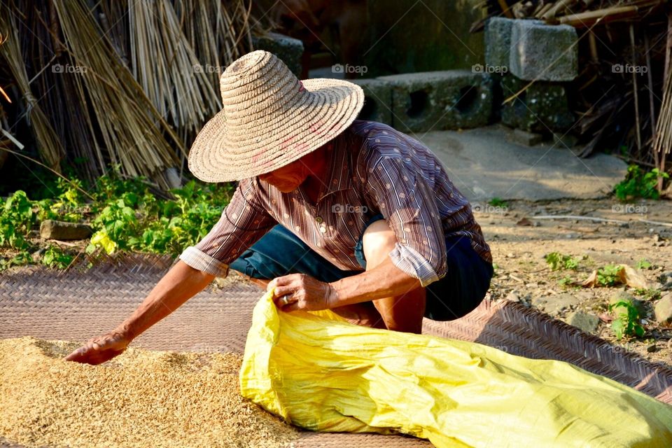 chinese woman collect rice