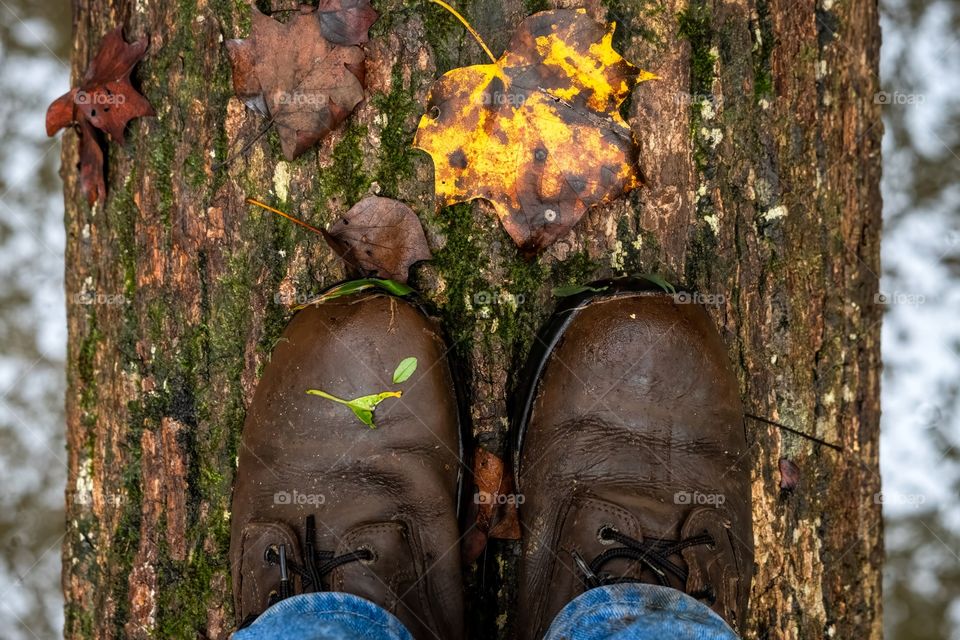 Two damp boots with a hiker in them balance on a log over a creek. Raleigh, North Carolina. 