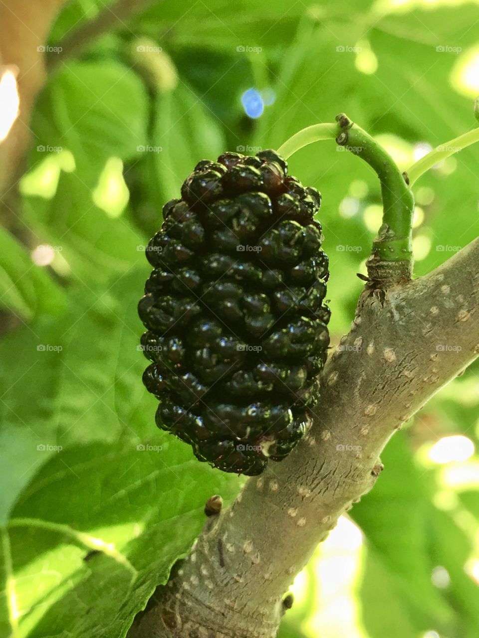 Closeup ripe juicy organic mulberry growing on the bush 