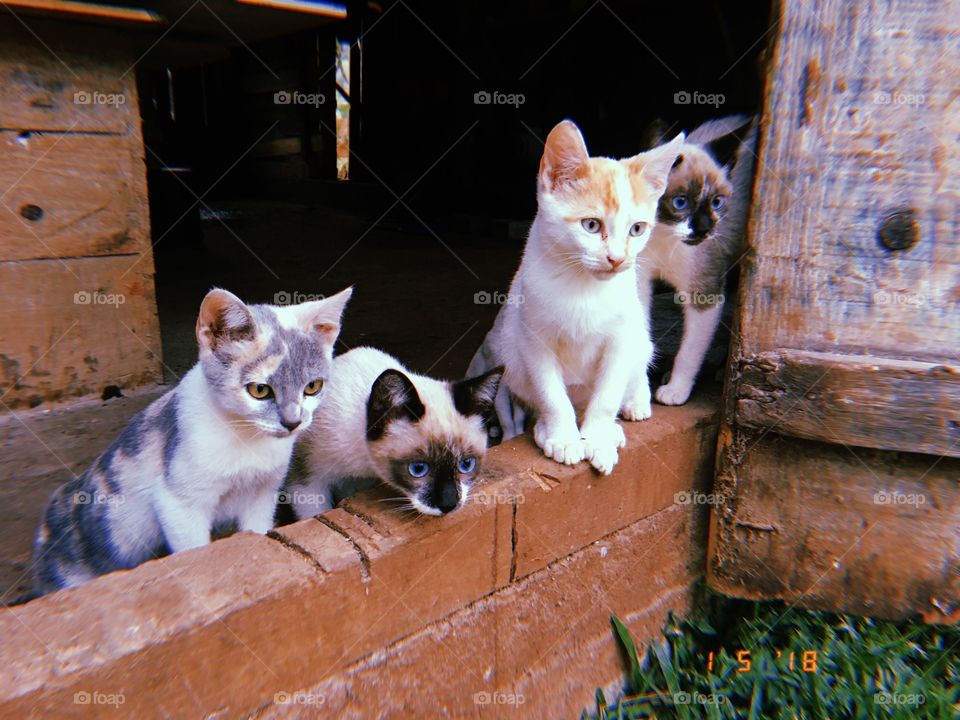 Os 4 irmãos gatinhos
