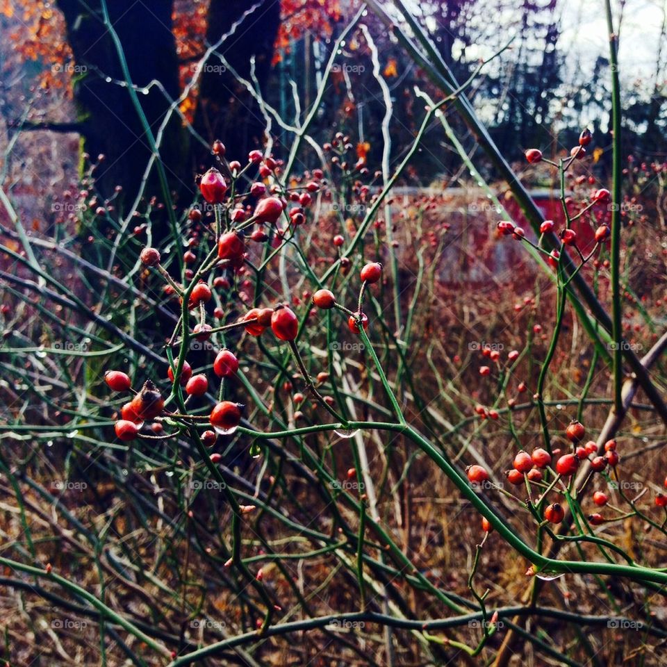 Wild berries