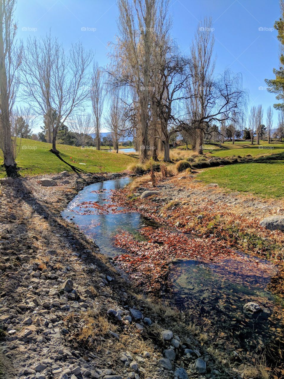 stream amidst bare trees and fallen leaves