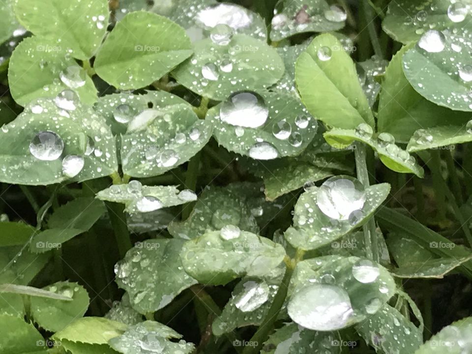 Rain drops on clover