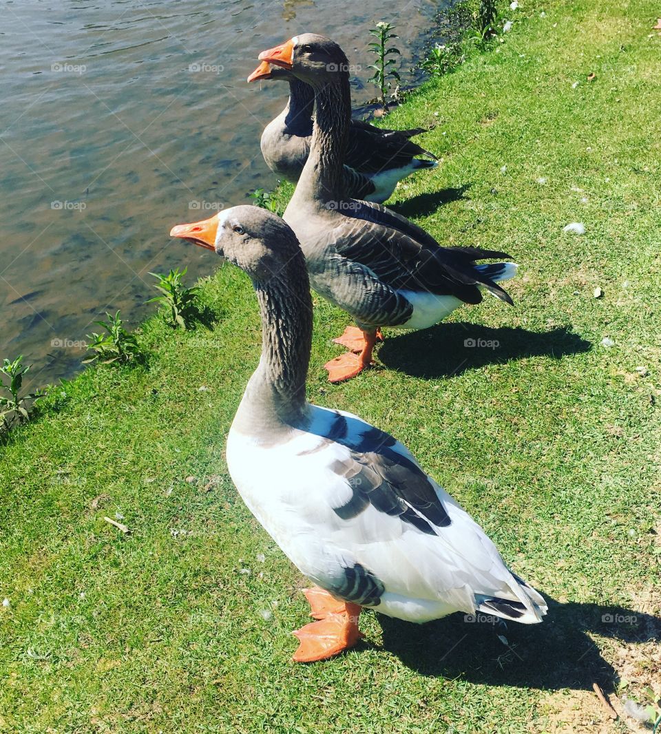 #FotografiaÉnossoHobby -
Os #gansos resolveram fazer pose para o clique!
🦆
#natureza #fotografia #ganso #lago #mobgrafia