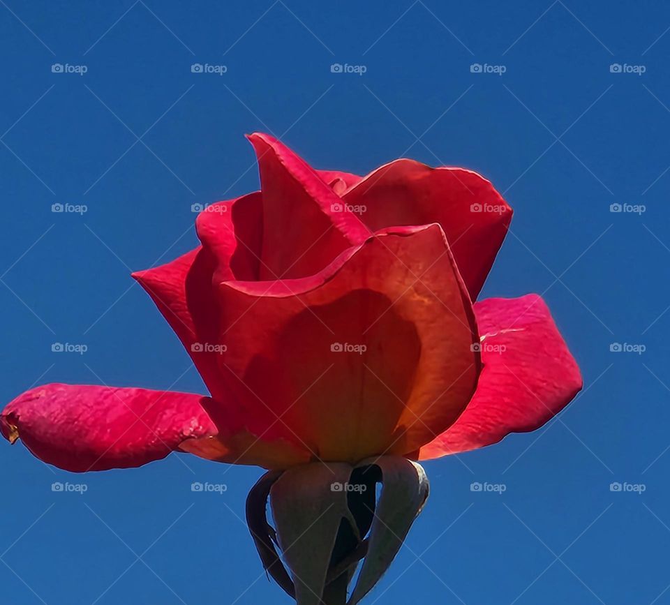 bold red rose blossom contrasting against blue sky on a sunny day in Oregon