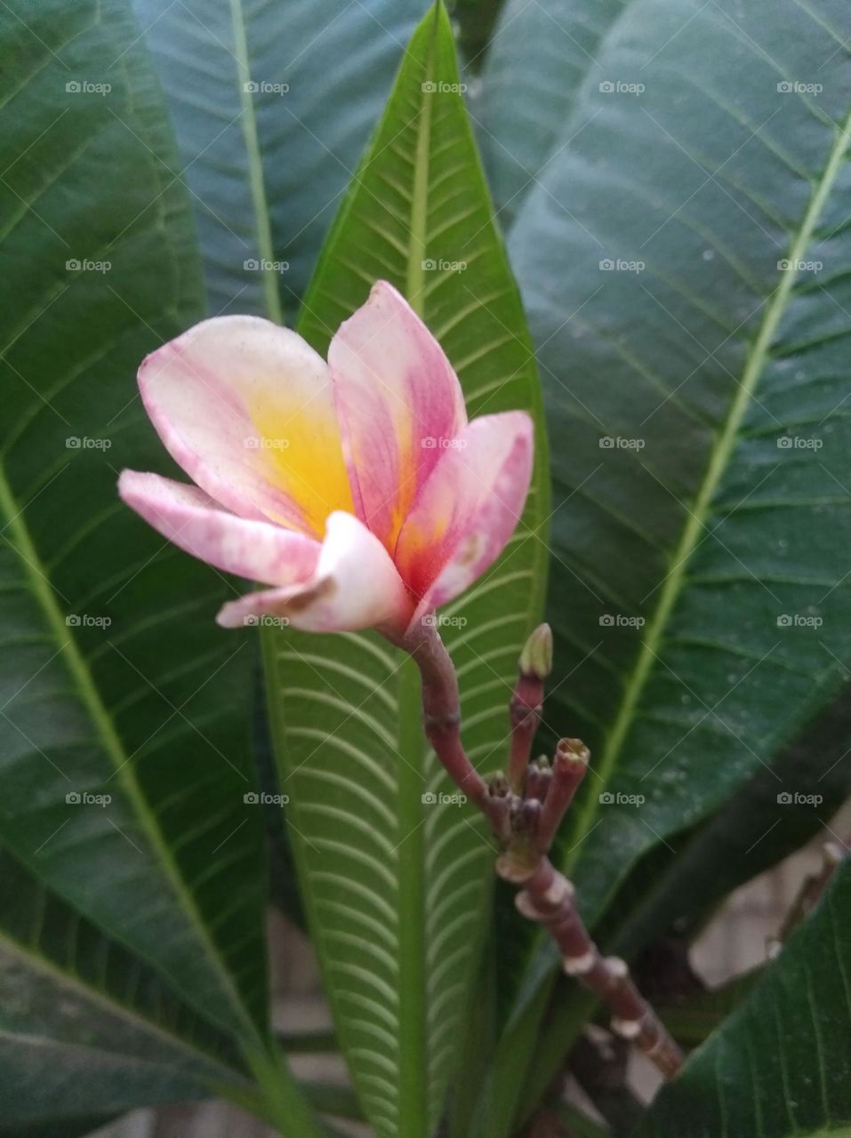 pink and yellow flower seasonal fresh shurb small size looks very beautiful generally found everywhere