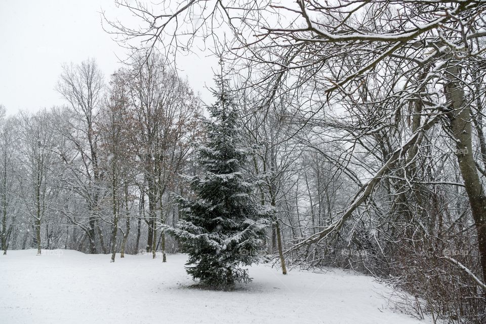 nature covered by snow during winter. Slovakia