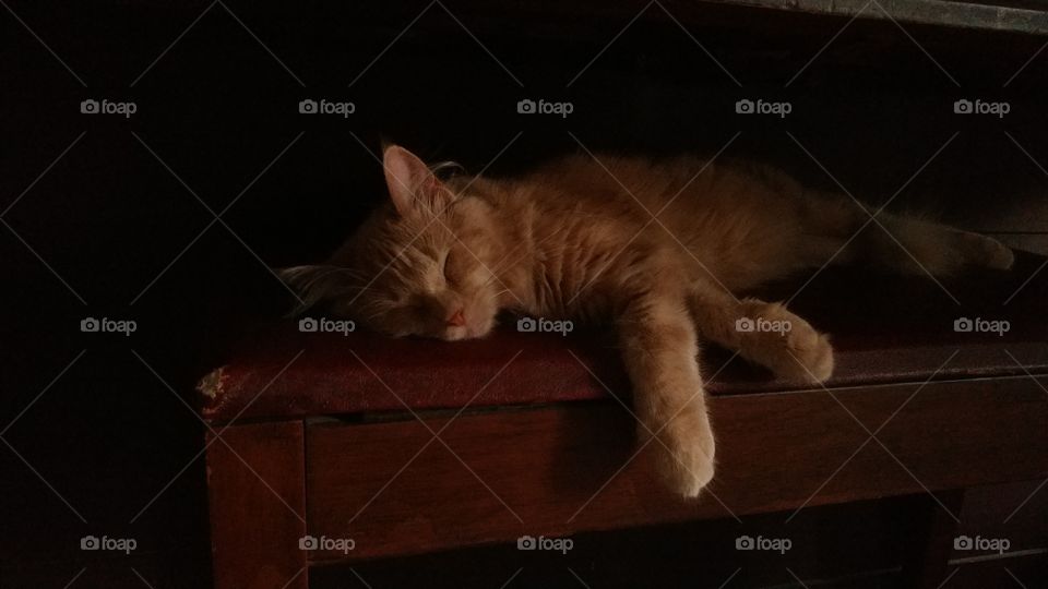 sleepy fluffy kitty on piano bench