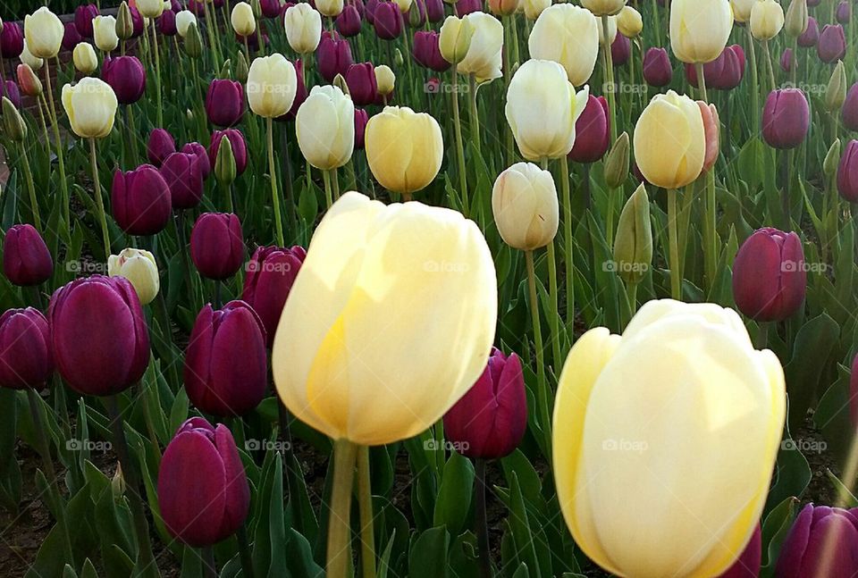 Tulips at the Garden
