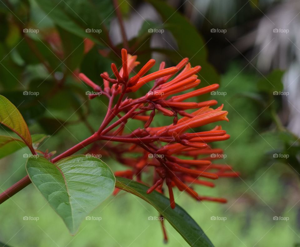 Red flower