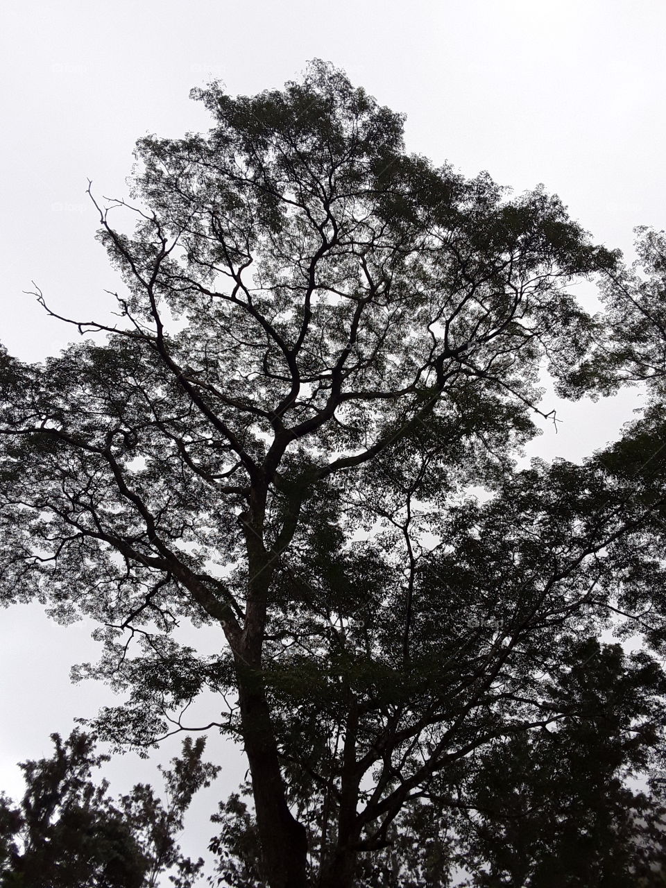 the tree that was black in the day time just melted into the darkness of the morning