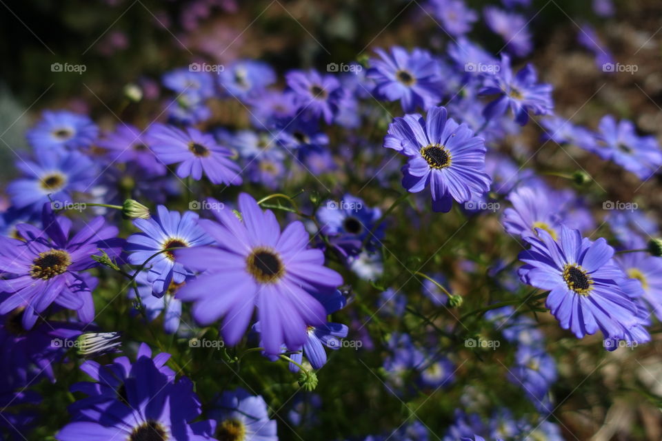 Purple wildflowers called Swan River Daisy.