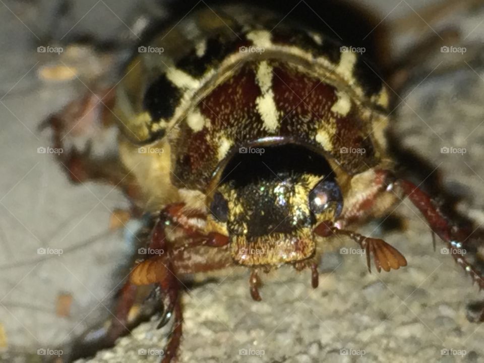 June Bug