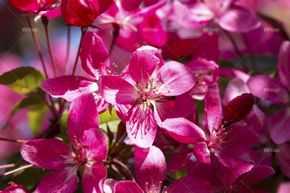 Close-up of a very rich and colorful spring bloom full of vivid pink little flowers