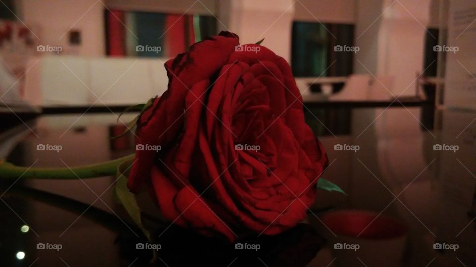 Red Rose