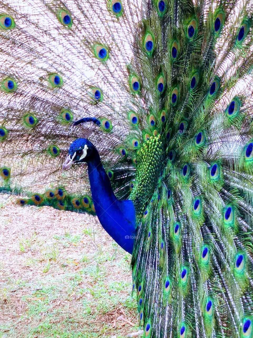 peacocks were showing off today at the zoo.