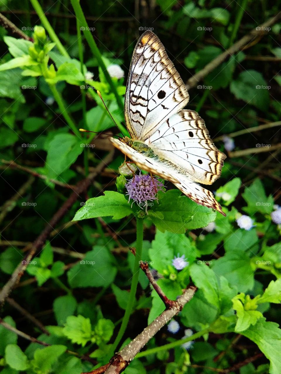 A Pavão branco fascinando em seu bater de asas.