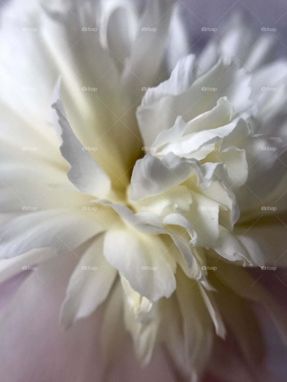 White peony 