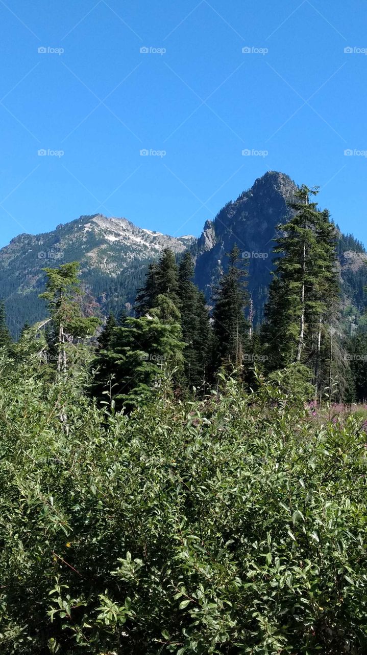 Varied shades of greenery and conifers against a mountain backdrop with brilliant blue skies