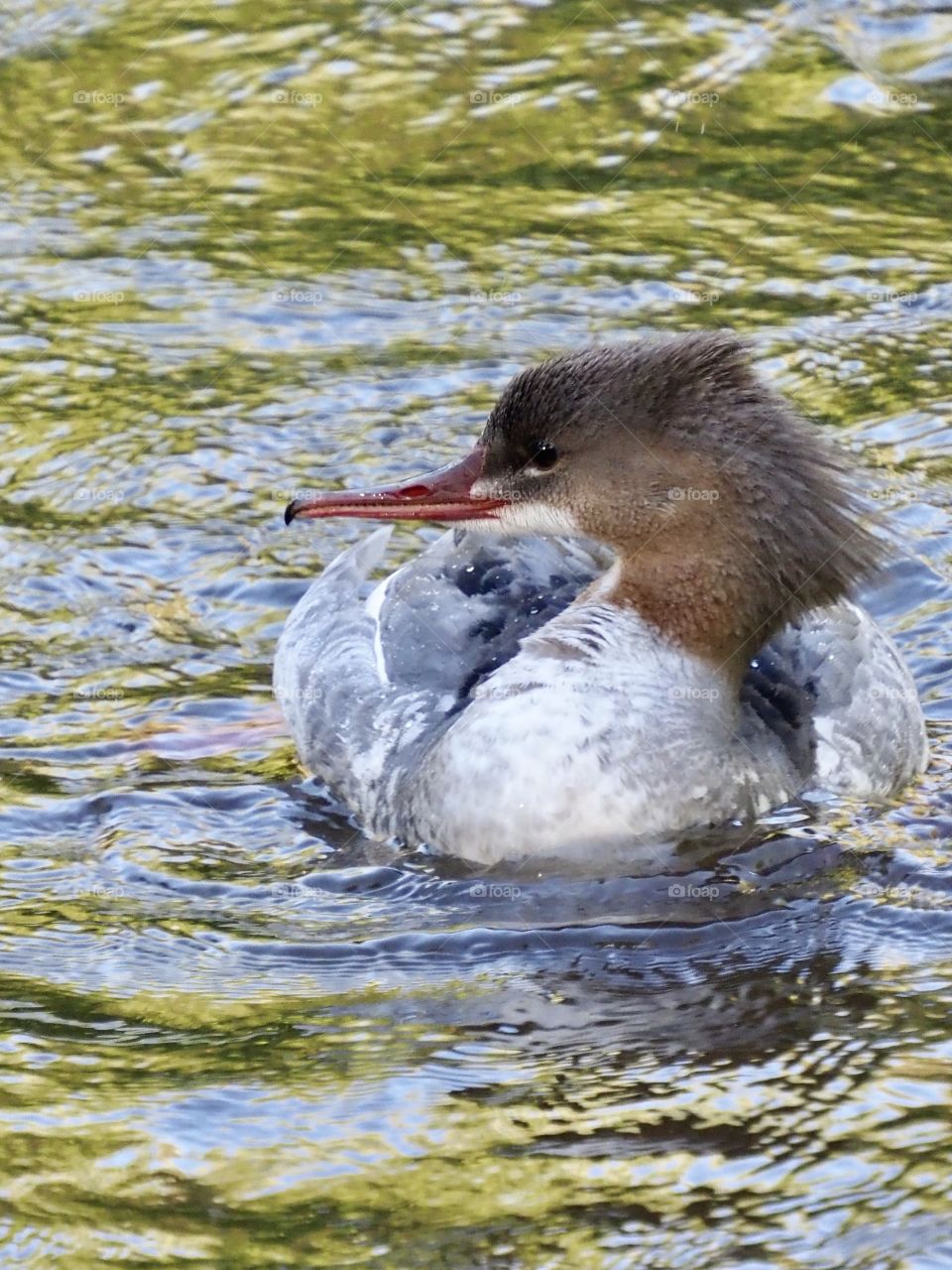 Merganser