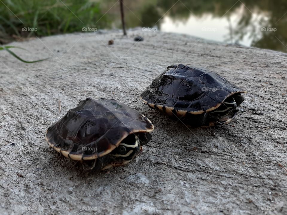 Two turtles are thinking where to go