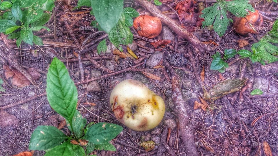 Fruit. Fallen Apples