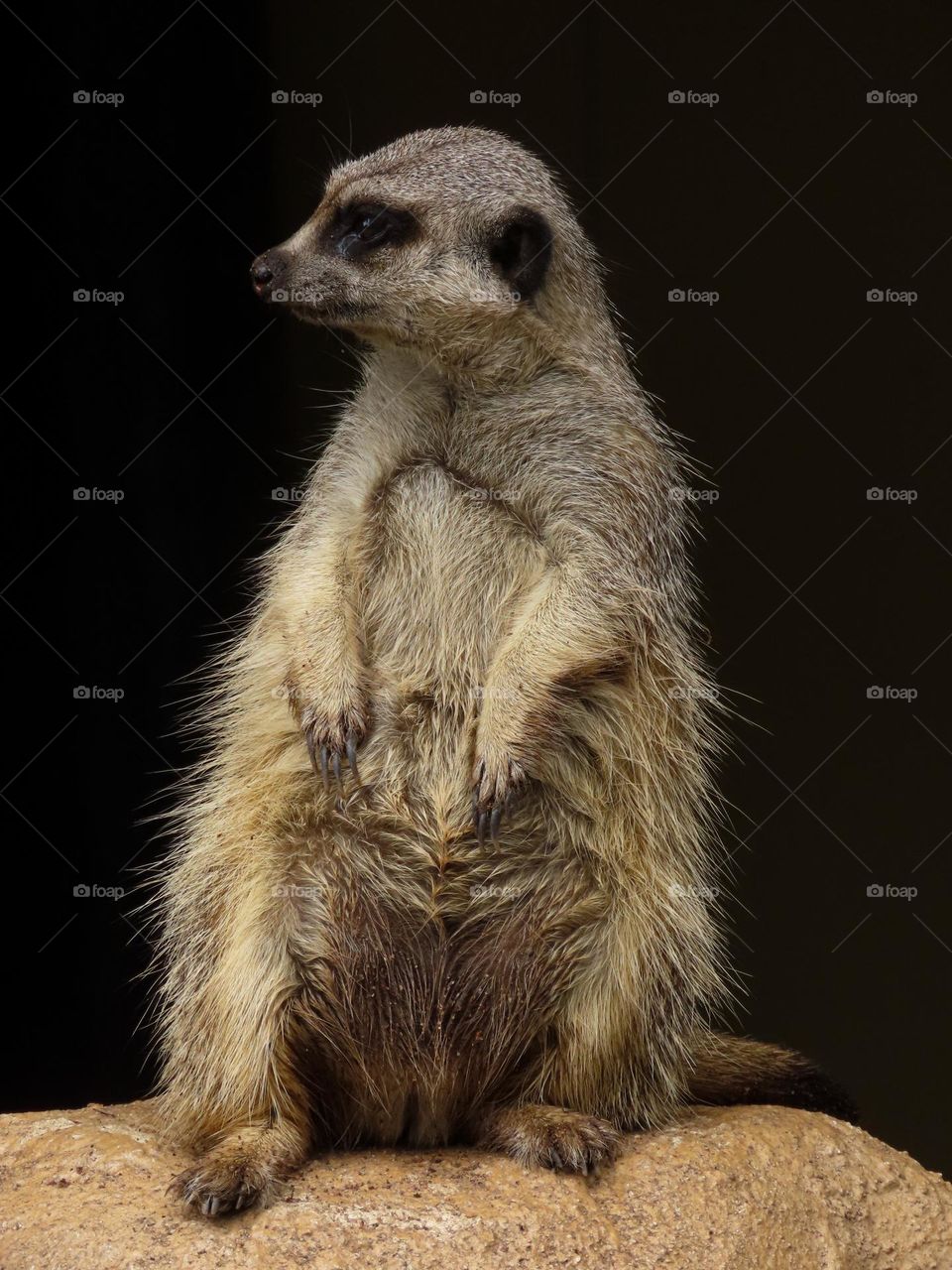 Meerkat