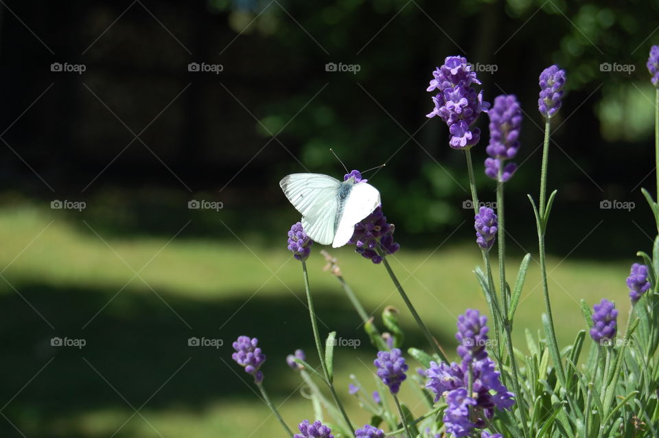 Butterfly in Lavender 