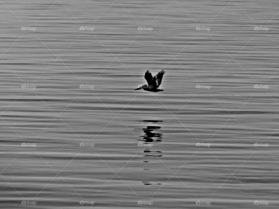 The Great Blue Heron is the king of the wading birds, flies low over the bay. Herons wade in the shallows and are quite adept at catching frogs, crayfish and small fish!