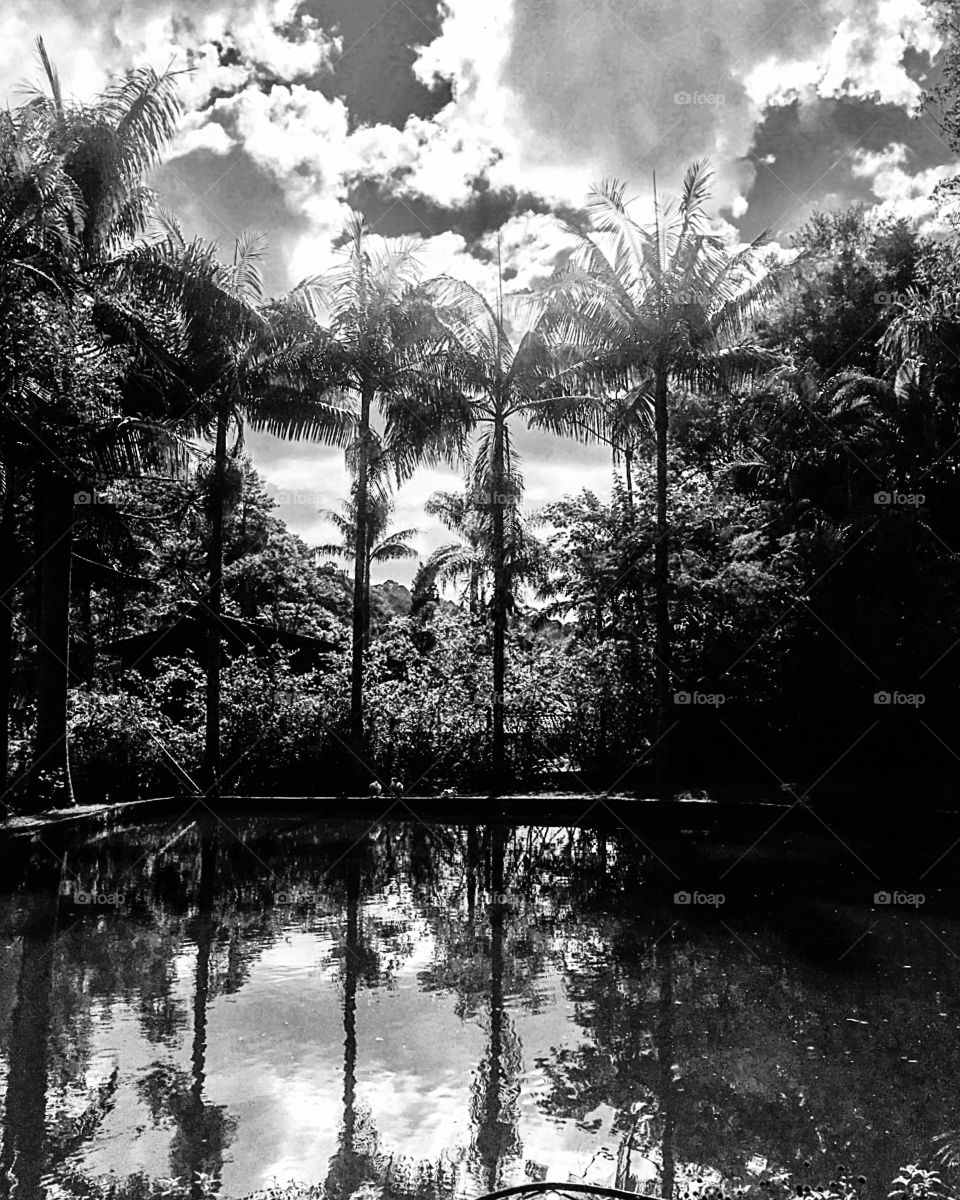 O mundo em preto e branco: aqui, na reserva florestal da Serra do Japi (Brasil), à beira do lago. 🇧🇷/The world in black and white: here, in the forest reserve of the Serra do Japi (Brazil), by the lake. 🇺🇸✔️