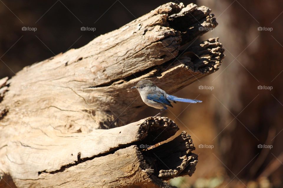 A blue wren, the colour blooming in its wings as spring is a about to take place