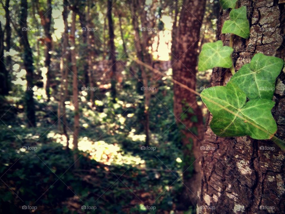Climbing ivy
