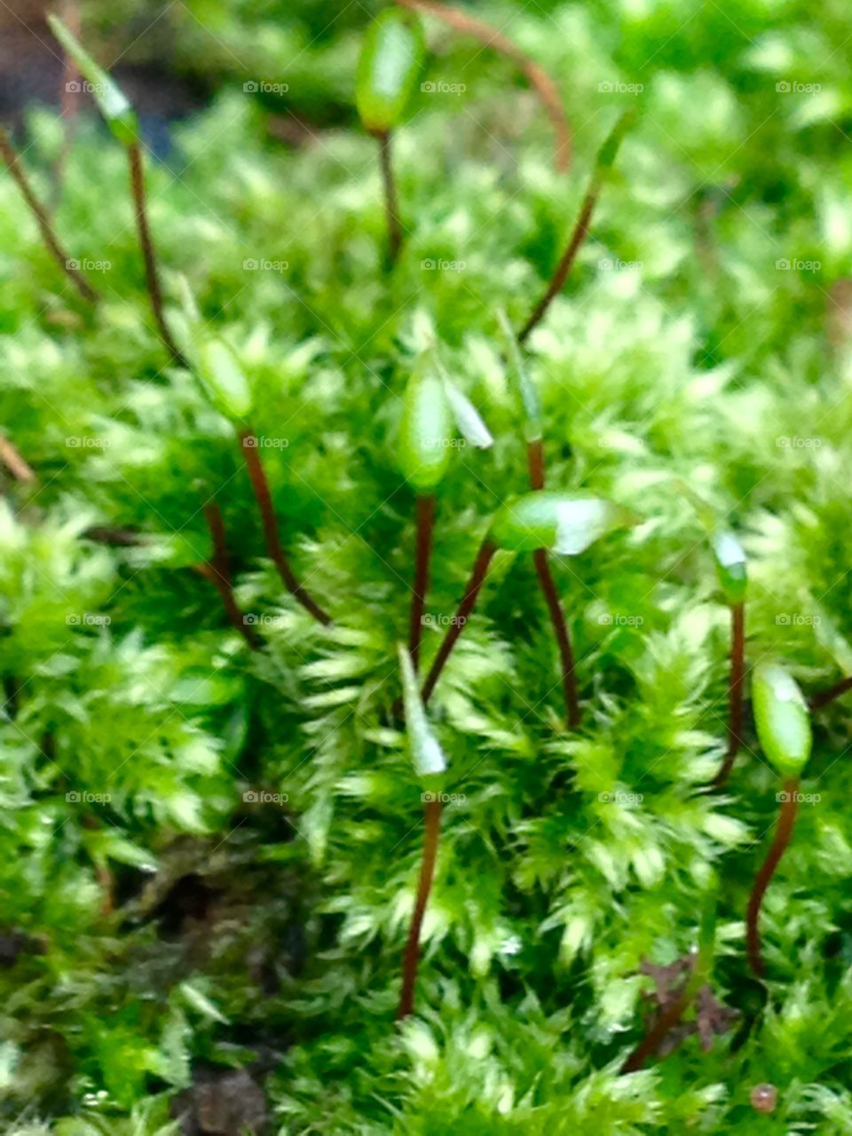 Moss