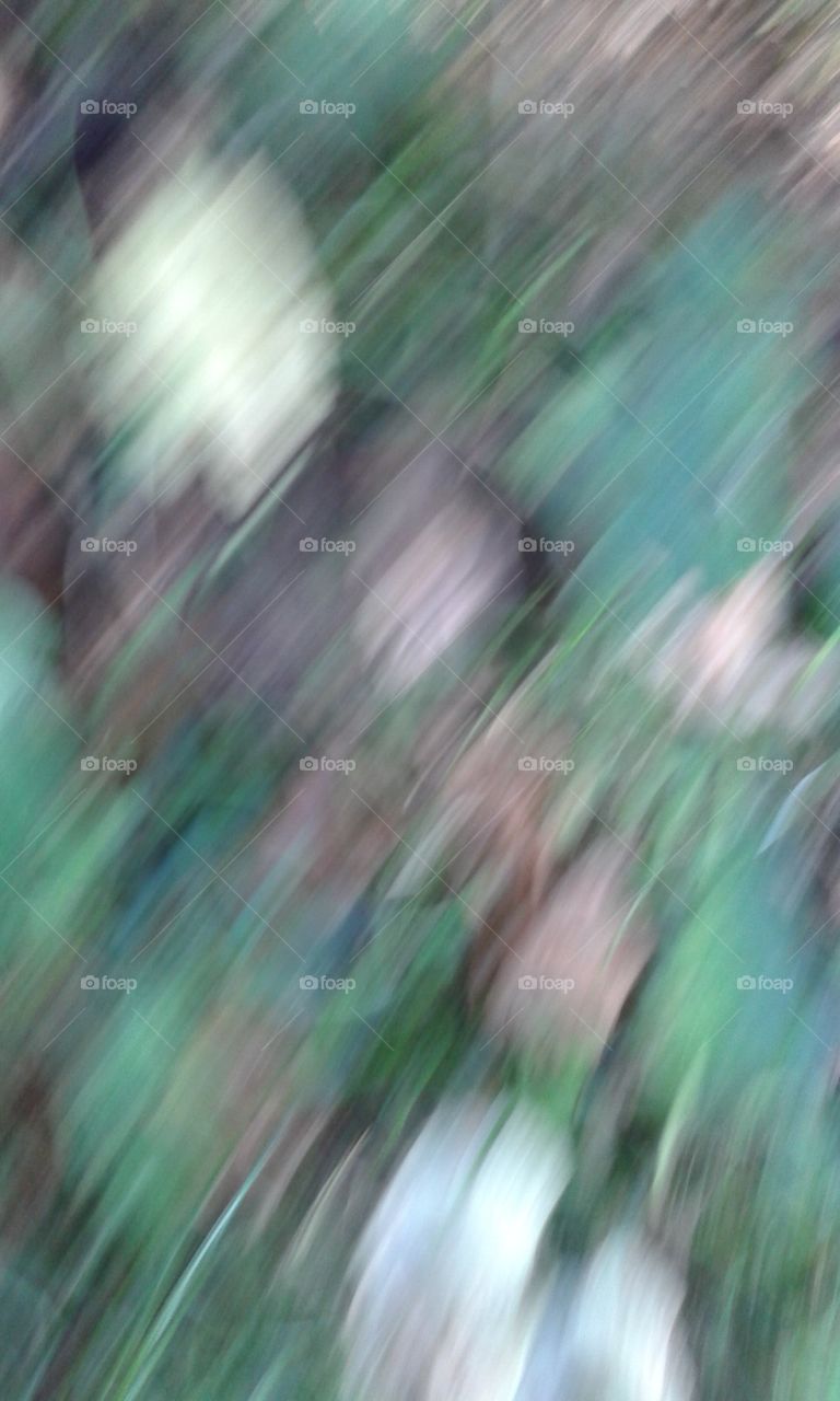 Natural Blur. moving ground in woods
