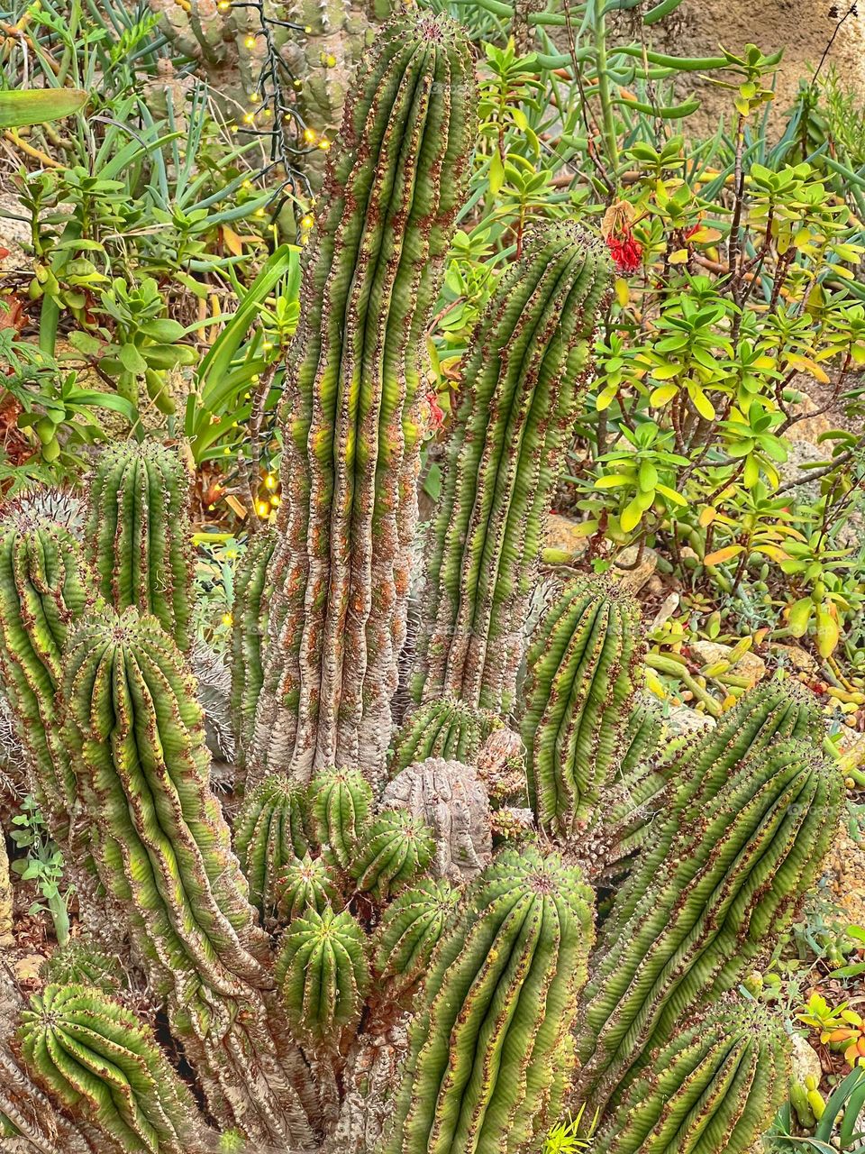 Cactus 