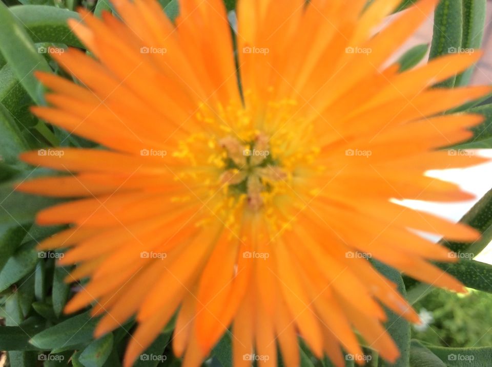 The orange flower 