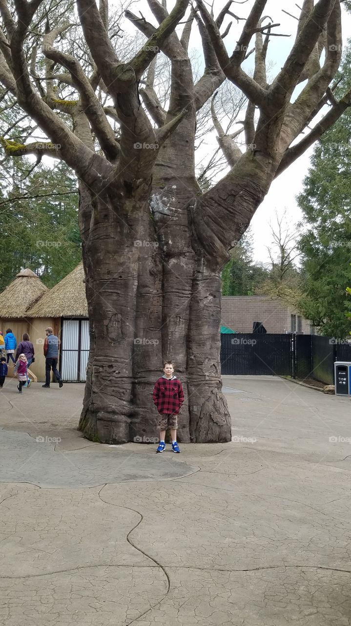 Wee Little Lad Great Big Petrified Tree