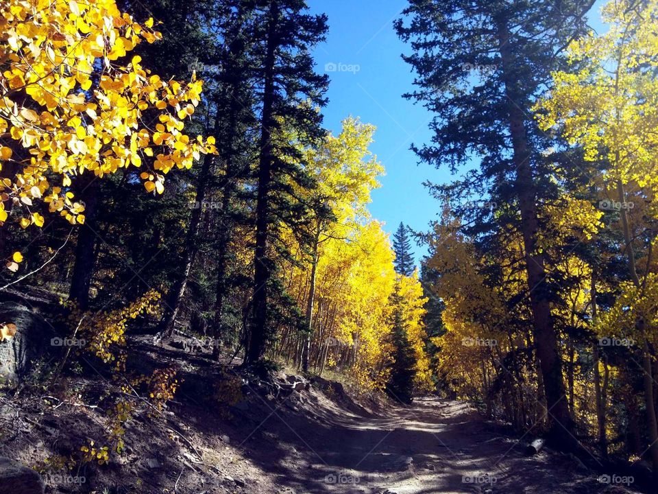 Fall Colors Colorado