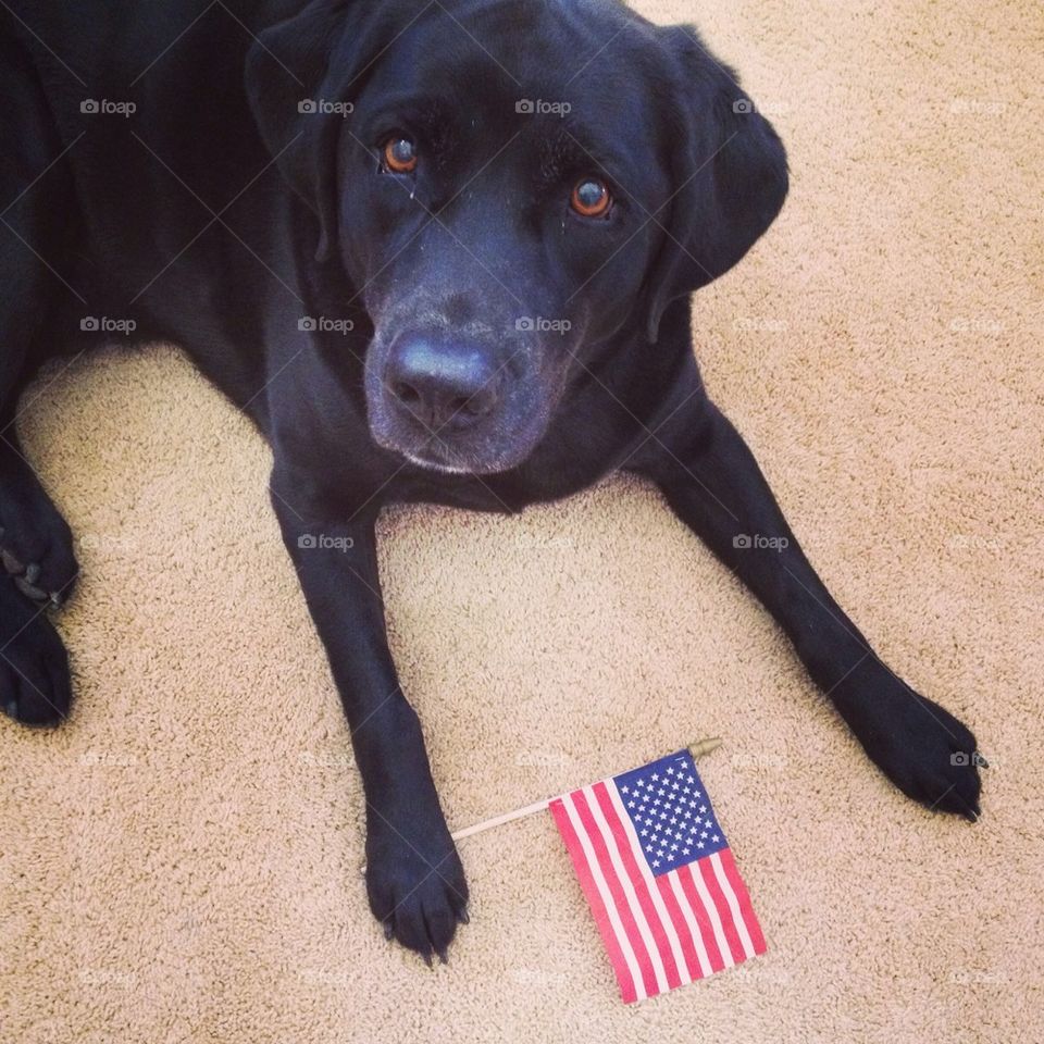 Patriotic Lab