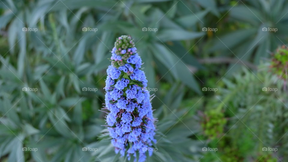 Echium Candicans also known as Pride of Madeira. 