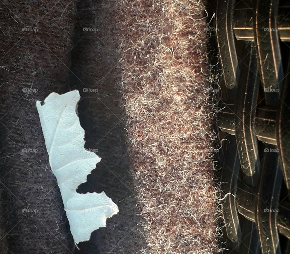 white reverse of a leaf hiding in wollen fabric on a rattan armchair