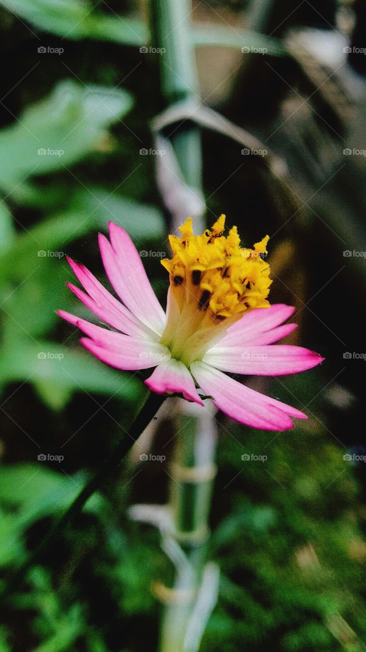 The principal flower of the king's ulam