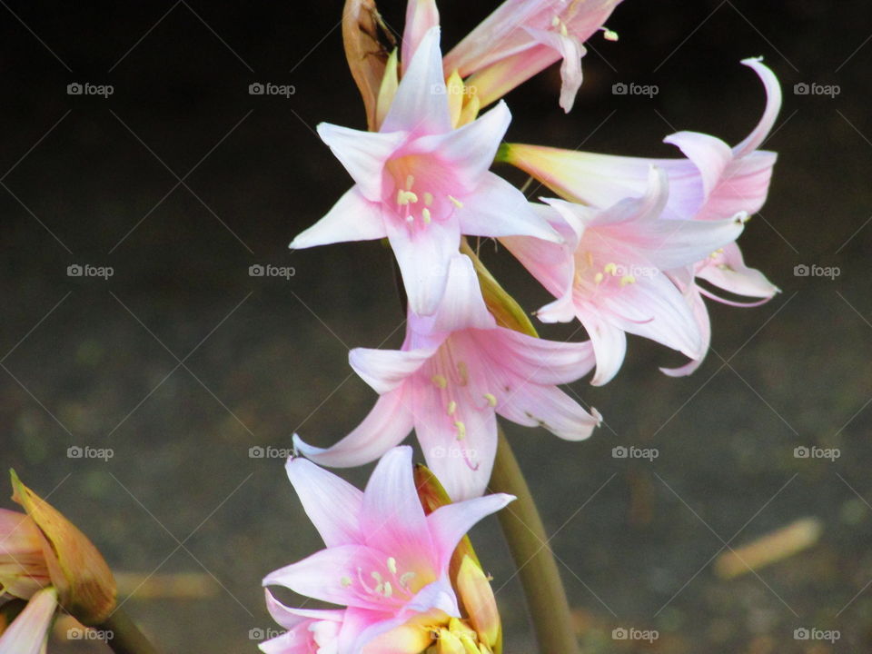 white and pink flowers