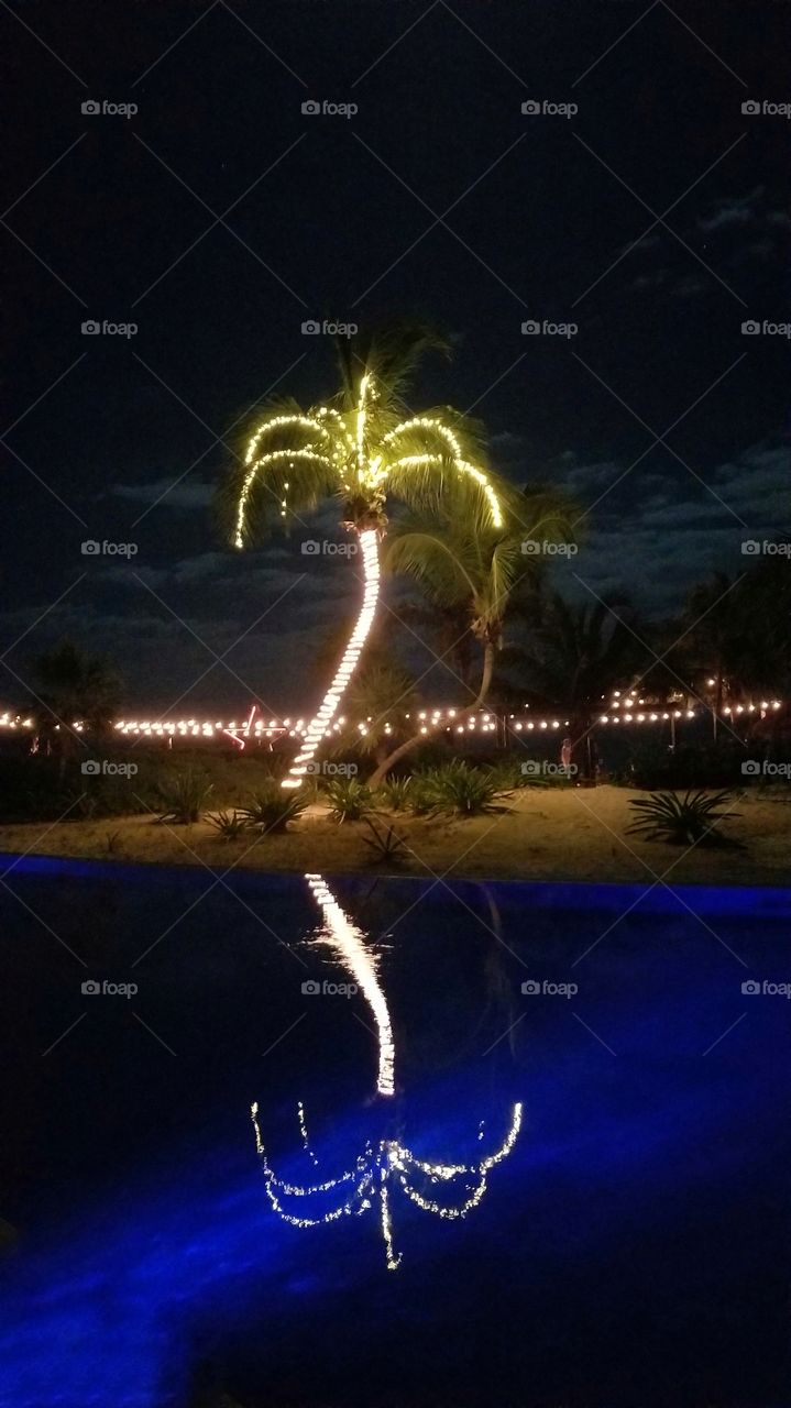 palm tree reflection