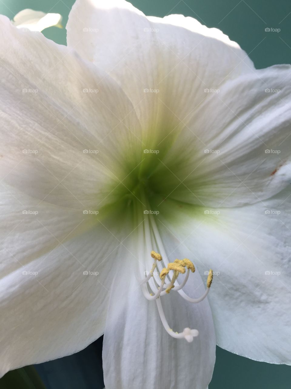 Amarilis flower