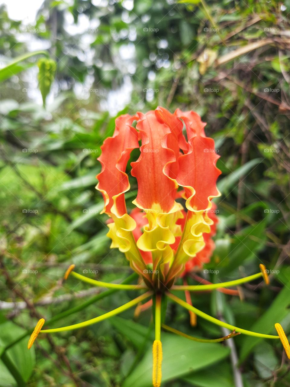 colourful amazing nature.