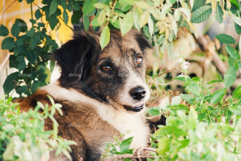 Dog seeing through plants